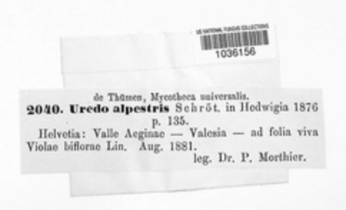 Uredo alpestris image